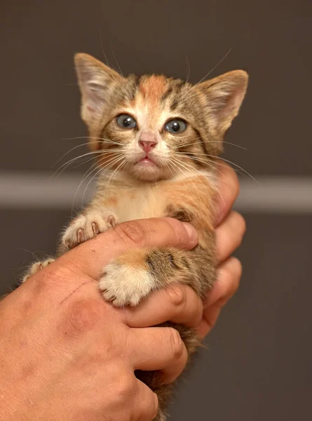 Lindo Tricolor Tabby Gatito Manos Cerca — Foto de Stock