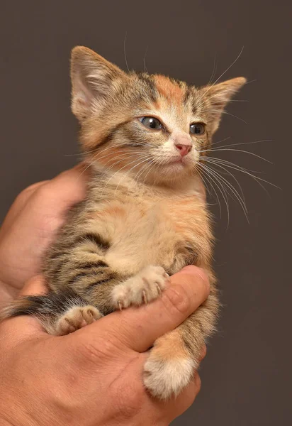 Cute Tricolor Tabby Kitten Hands Close — Stock Photo, Image