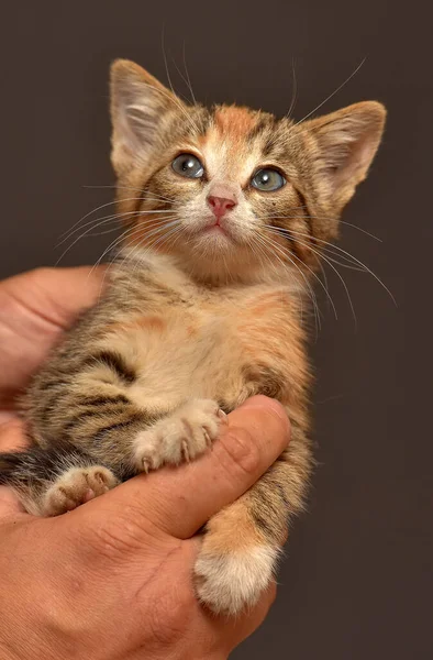 Schattig Tricolor Tabby Kitten Handen Close — Stockfoto