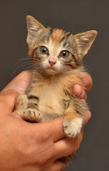 Słodkie Tricolor Tabby Kotek Ręce Zbliżenie — Zdjęcie stockowe