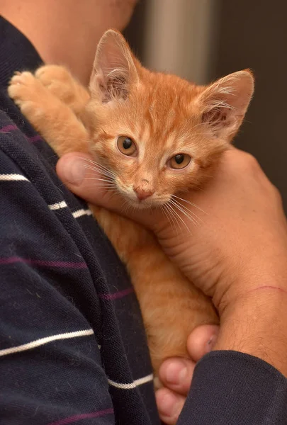 Schattig Gember Kitten Handen Close — Stockfoto