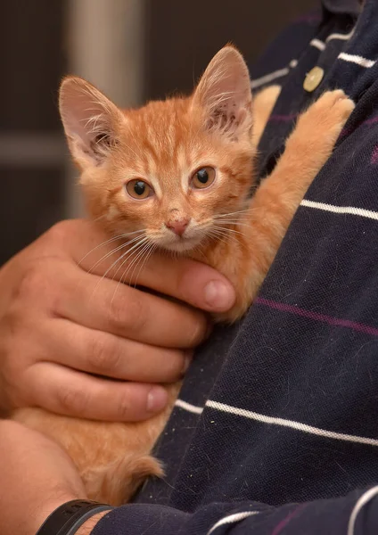 Cute Ginger Anak Kucing Tangan Menutup — Stok Foto