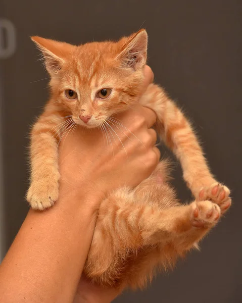 Şirin Kızıl Kedi Ellerde Yaklaş — Stok fotoğraf