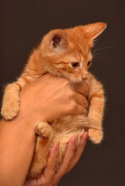 Niedliche Ingwer Kätzchen Den Händen Aus Nächster Nähe — Stockfoto