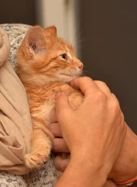 Bonito Gengibre Gatinho Mãos Perto — Fotografia de Stock