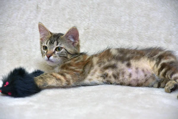 아름다운 대리석 고양이가 가까이 — 스톡 사진