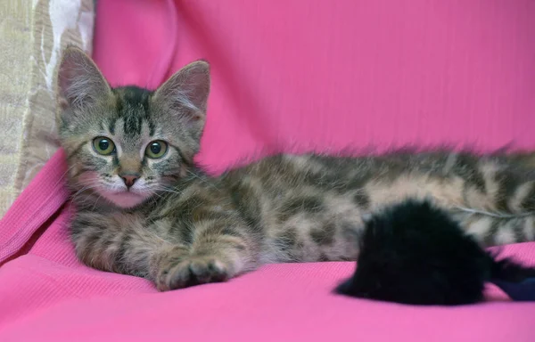 Beautiful Gray Tabby Marble Kitten Close — Stock Photo, Image