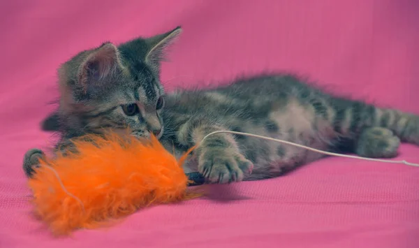 Güzel Gri Tekir Mermer Kedi Yaklaş — Stok fotoğraf