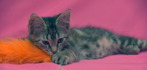 Beautiful Gray Tabby Marble Kitten Close — Stock Photo, Image