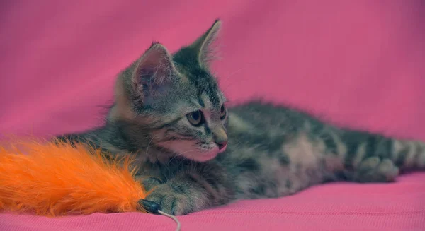 Bonito Cinza Tabby Mármore Gatinho Perto — Fotografia de Stock