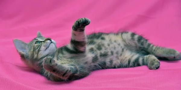 美しいグレーのタビー大理石の子猫 — ストック写真