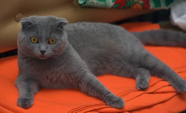 Gris Escocés Plegable Gato Sofá — Foto de Stock