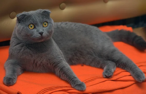 Gray Scottish Fold Cat Couch — Stock Photo, Image