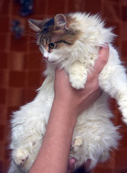 Hermoso Mullido Blanco Con Marrón Gato Las Manos — Foto de Stock