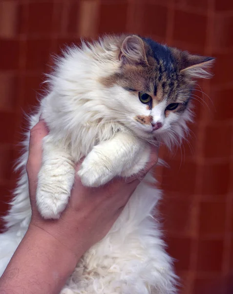 Branco Fofo Bonito Com Gato Marrom Nas Mãos — Fotografia de Stock