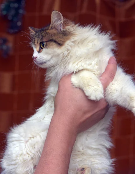 Schöne Flauschige Weiße Mit Braunen Katze Den Händen — Stockfoto