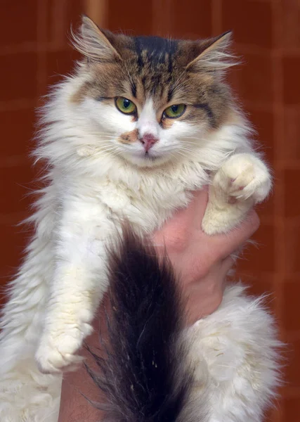 Hermoso Mullido Blanco Con Marrón Gato Las Manos — Foto de Stock