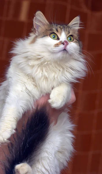 手に茶色の猫を持つ美しいふわふわの白い — ストック写真