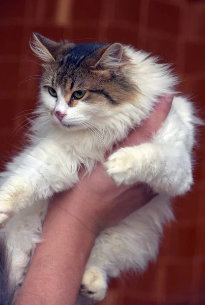 Vacker Fluffig Vit Med Brun Katt Händerna — Stockfoto