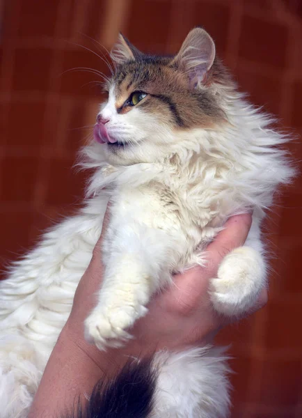 Güzel Pofuduk Beyaz Elinde Kahverengi Kedi — Stok fotoğraf