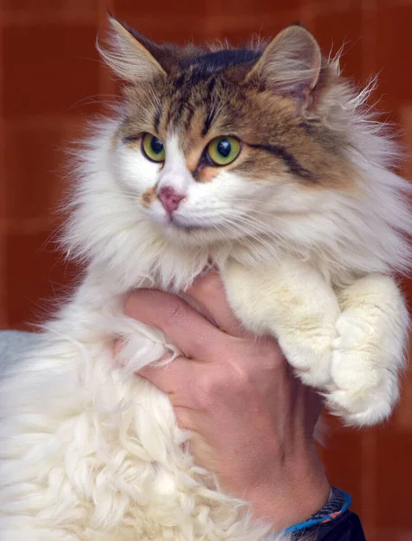 Hermoso Mullido Blanco Con Marrón Gato Las Manos — Foto de Stock