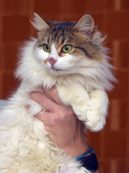 Hermoso Mullido Blanco Con Marrón Gato Las Manos — Foto de Stock