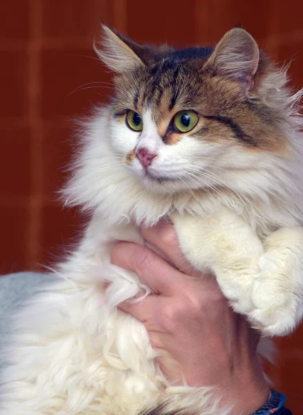 Hermoso Mullido Blanco Con Marrón Gato Las Manos — Foto de Stock