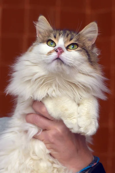 Vacker Fluffig Vit Med Brun Katt Händerna — Stockfoto