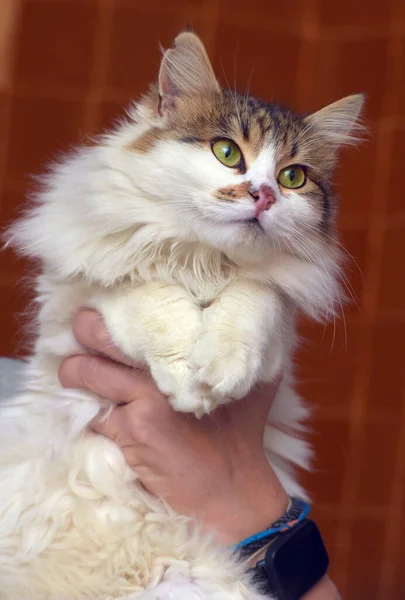 Branco Fofo Bonito Com Gato Marrom Nas Mãos — Fotografia de Stock