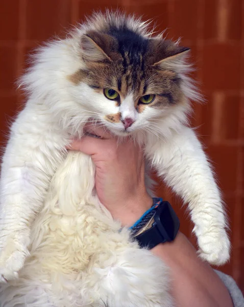 Hermoso Mullido Blanco Con Marrón Gato Las Manos — Foto de Stock