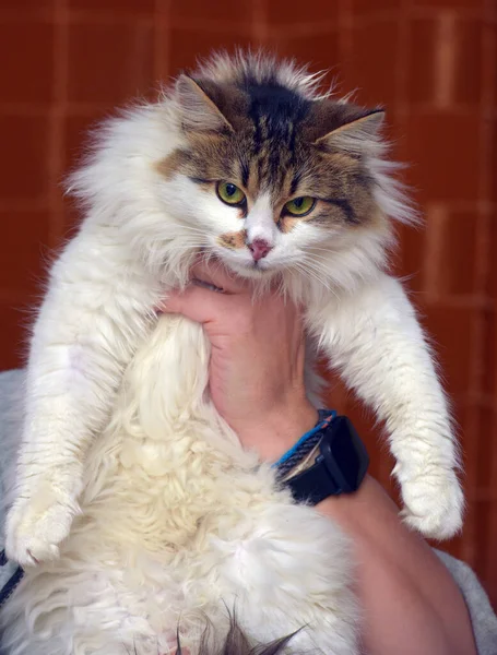 Hermoso Mullido Blanco Con Marrón Gato Las Manos — Foto de Stock