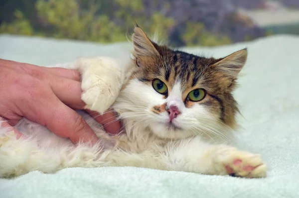 Hermoso Mullido Blanco Marrón Gato Sofá — Foto de Stock