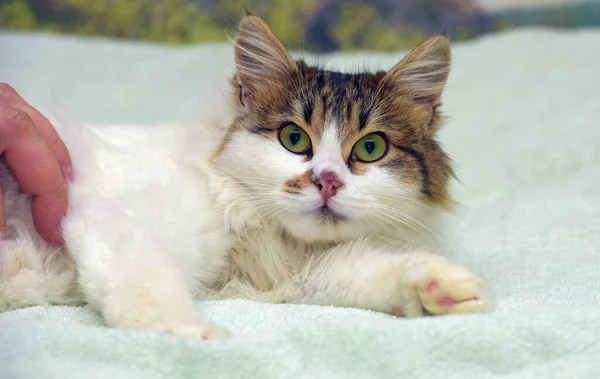 Hermoso Mullido Blanco Marrón Gato Sofá — Foto de Stock