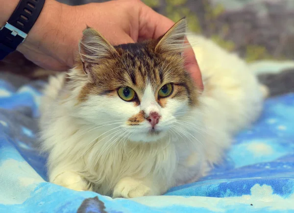 Beau Chat Blanc Brun Moelleux Sur Canapé — Photo