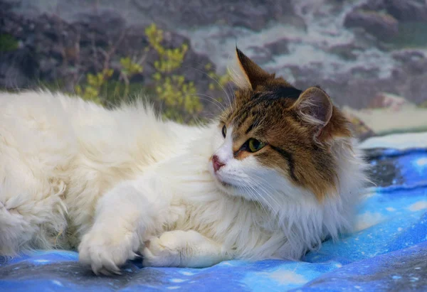 Красивый Пушистый Белый Коричневый Кот Диване — стоковое фото