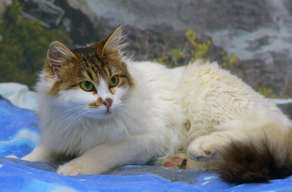 Bonito Fofo Branco Marrom Gato Sofá — Fotografia de Stock