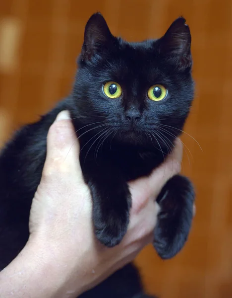 Gato Preto Bonito Com Olhos Amarelos Perto — Fotografia de Stock