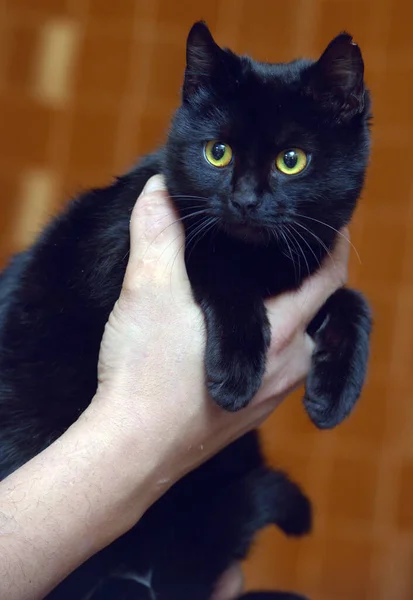 Gato Preto Bonito Com Olhos Amarelos Perto — Fotografia de Stock