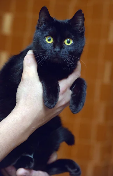 Mignon Chat Noir Avec Les Yeux Jaunes Fermer — Photo