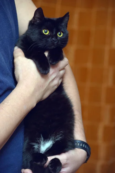 Niedliche Schwarze Katze Mit Gelben Augen Aus Nächster Nähe — Stockfoto