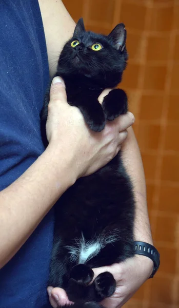 黄色い目の可愛い黒猫が近づいてきました — ストック写真