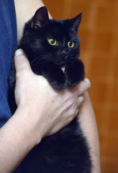 Carino Gatto Nero Con Gli Occhi Gialli Vicino — Foto Stock