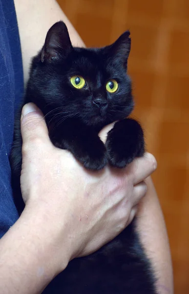 Gato Preto Bonito Com Olhos Amarelos Perto — Fotografia de Stock