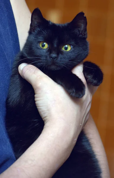 黄色い目の可愛い黒猫が近づいてきました — ストック写真