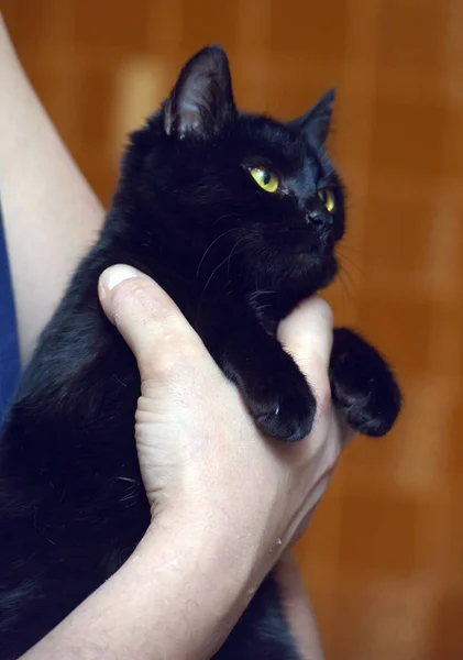 Roztomilý Černošky Kočka Žlutýma Očima Zavřít — Stock fotografie
