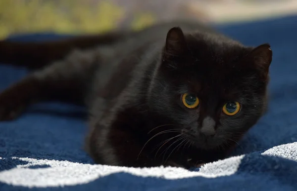 Schattig Zwart Kat Met Gele Ogen Close — Stockfoto