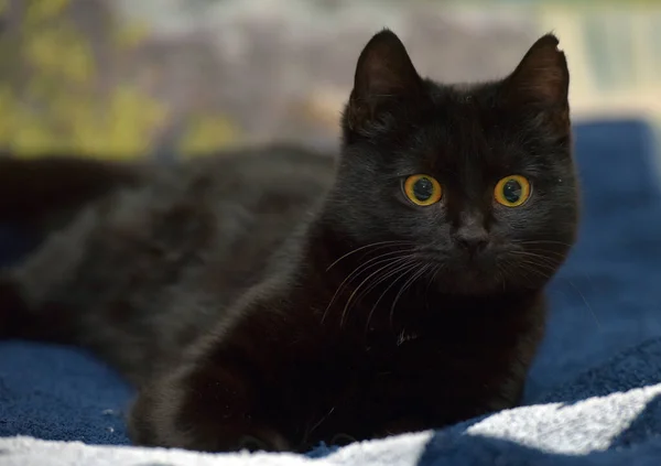 Schattig Zwart Kat Met Gele Ogen Close — Stockfoto