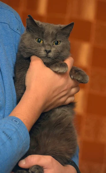 Graue Britische Katze Drinnen Nahaufnahme Foto — Stockfoto