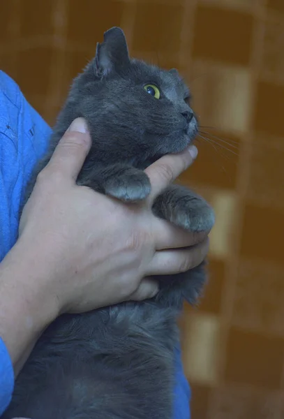 Graue Britische Katze Drinnen Nahaufnahme Foto — Stockfoto