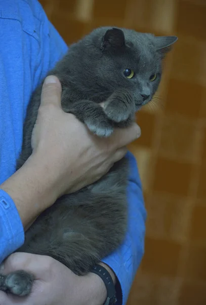 Graue Britische Katze Drinnen Nahaufnahme Foto — Stockfoto